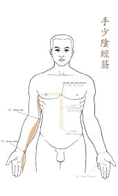 le tendino-musculaire du Cœur