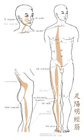 le tendino-musculaire de l'Estomac