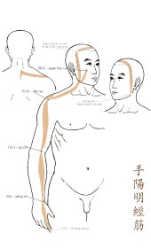 le tendino-musculaire du Gros Intestin