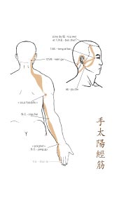 le tendino-musculaire de l'Intestin Grêle
