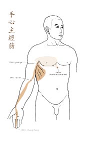 le tendino-musculaire du Maître-Cœur
