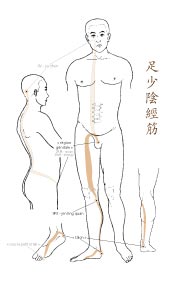 le tendino-musculaire du Rein