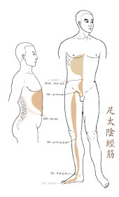 le tendino-musculaire de la Rate