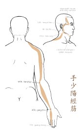le tendino-musculaire du Triple Réchauffeur