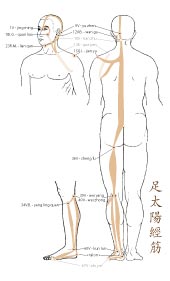 le tendino-musculaire de la Vessie