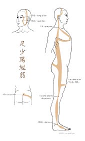 le tendino-musculaire de la Vésicule Biliaire
